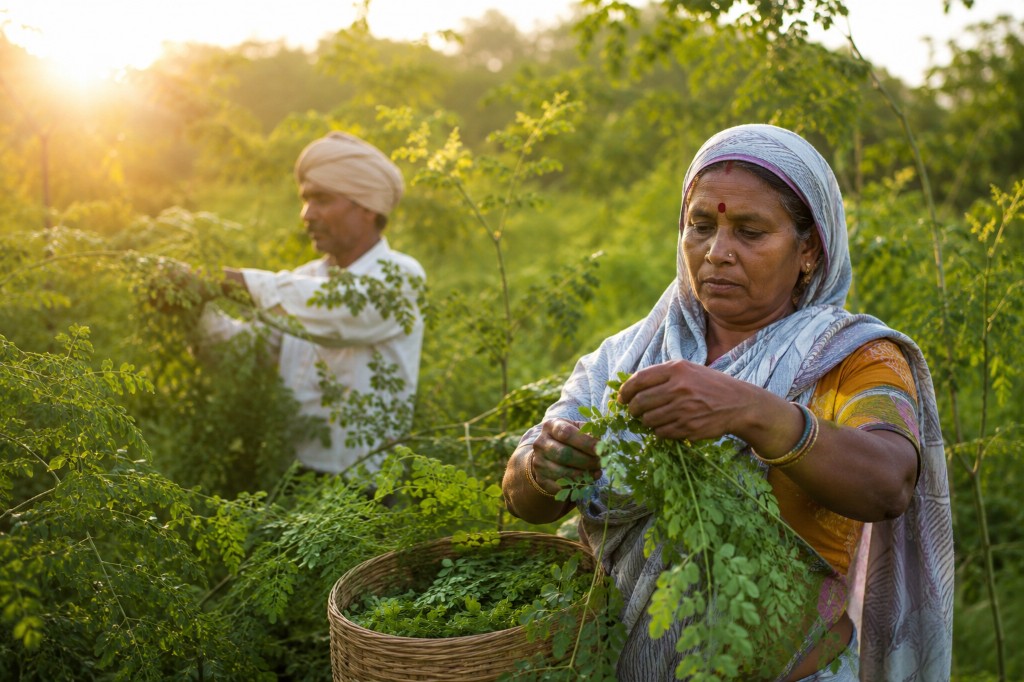 Farmers harvesting organic moringa leaves in India